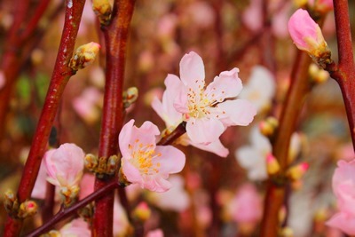 ２月２６日 金 桃の花咲く古吉野なのはな 春夏野菜の種まき なのはなファミリー 摂食障害からの回復施設