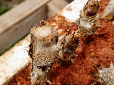 20250312_082925 20250312_082925