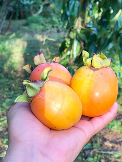 IMG_7797-1 IMG_7797-1