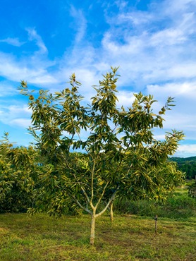 IMG_7826-1 IMG_7826-1