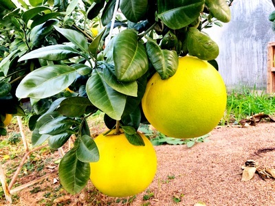 IMG_1781(re) IMG_1781(re)