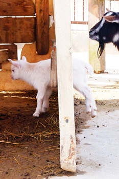 DSCF1630.JPG1 DSCF1630.JPG1